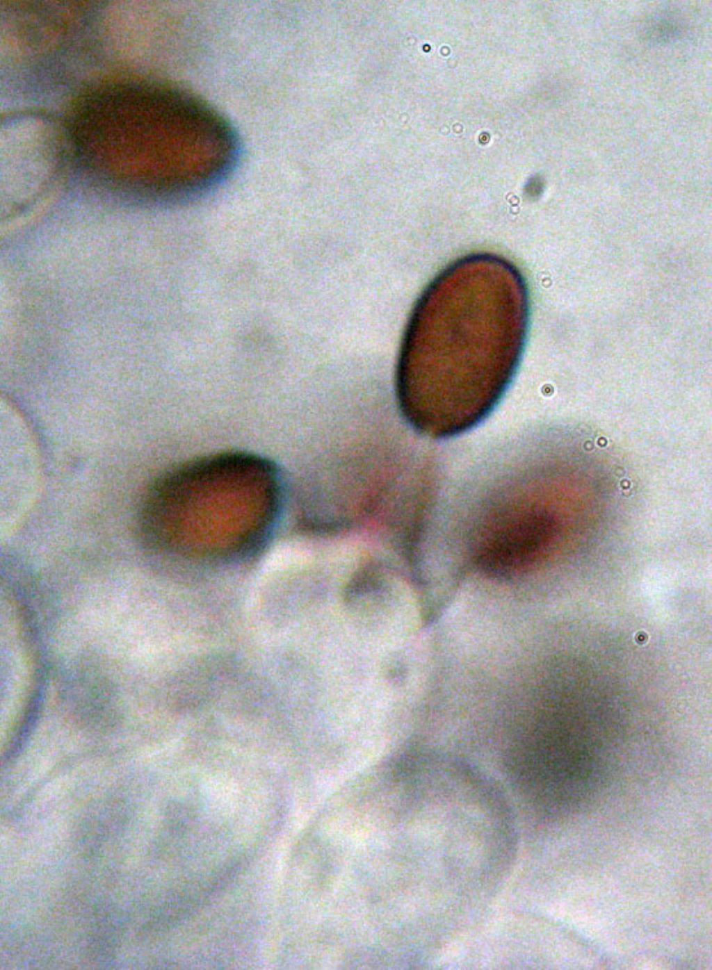 Inocybe (forse) con micro